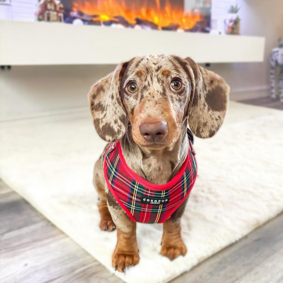 Adjustable Tartan Dog Harness product image 34