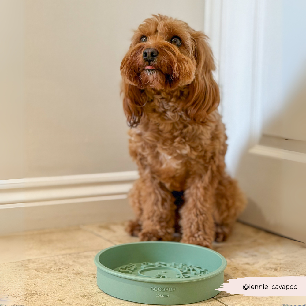 Slow Feeder Dog Bowl product image 11