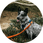Hands-Free Dog Leash product image 3