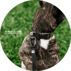 Hands-Free Dog Leash product image 9