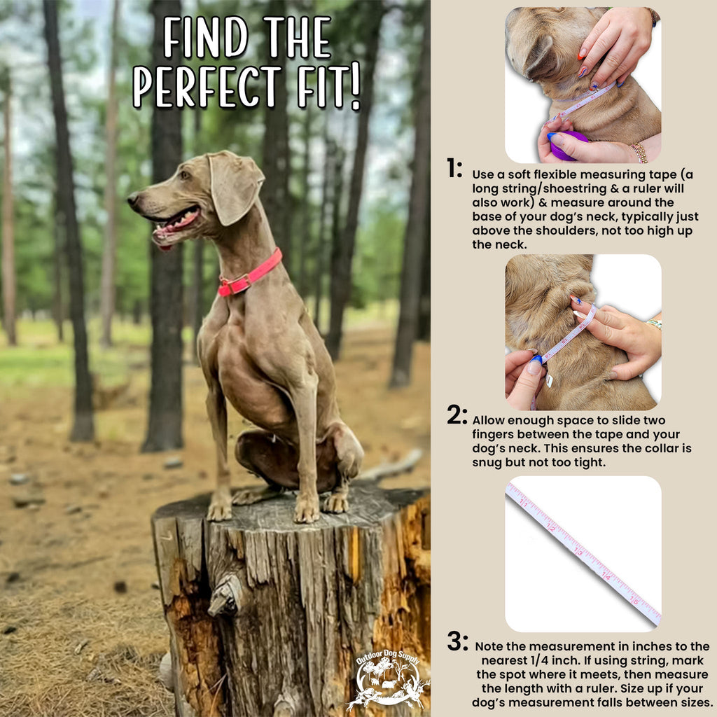 Large Dog Collar product image 3