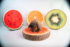 Pet Cushion product image 9