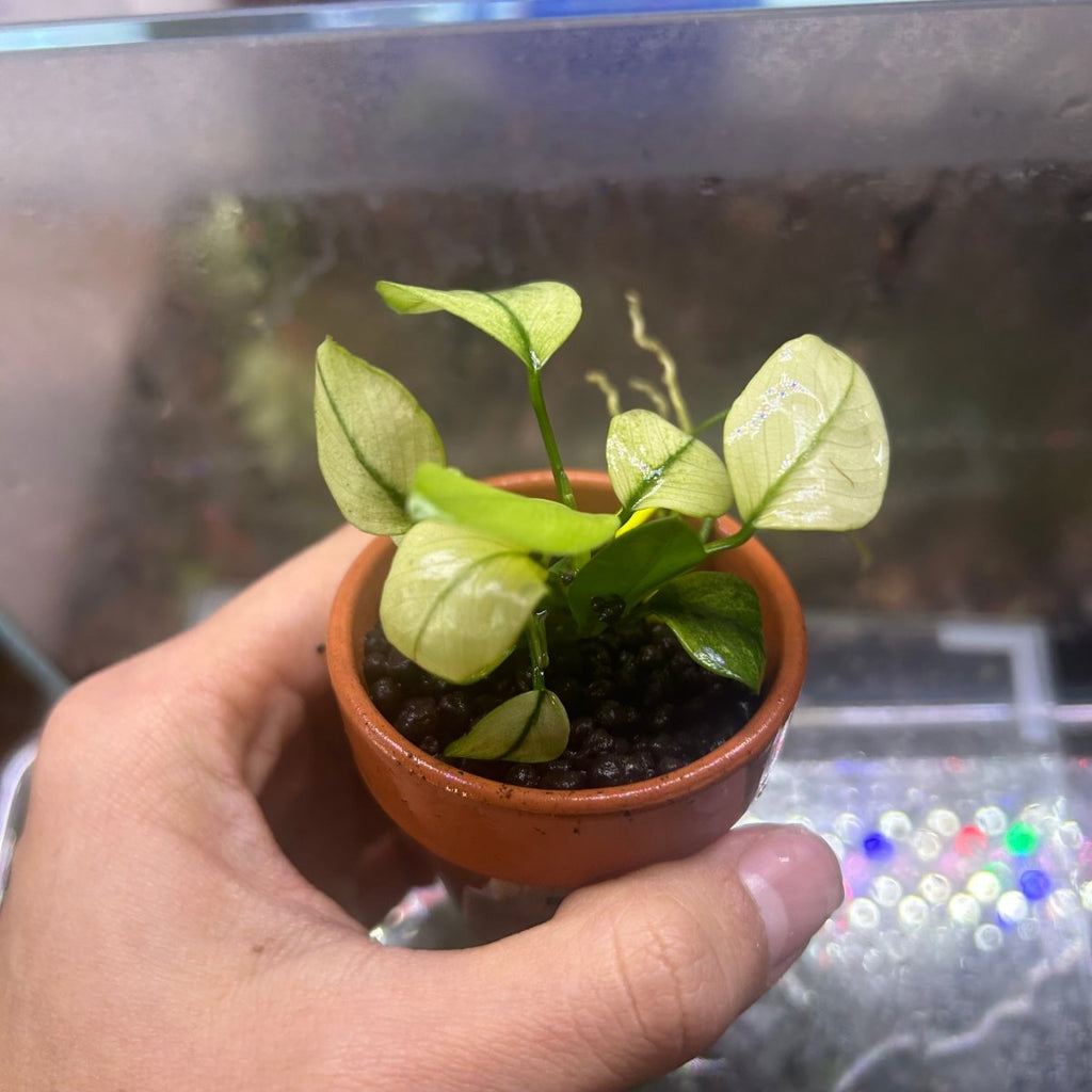 Aquatic Plant product image 1