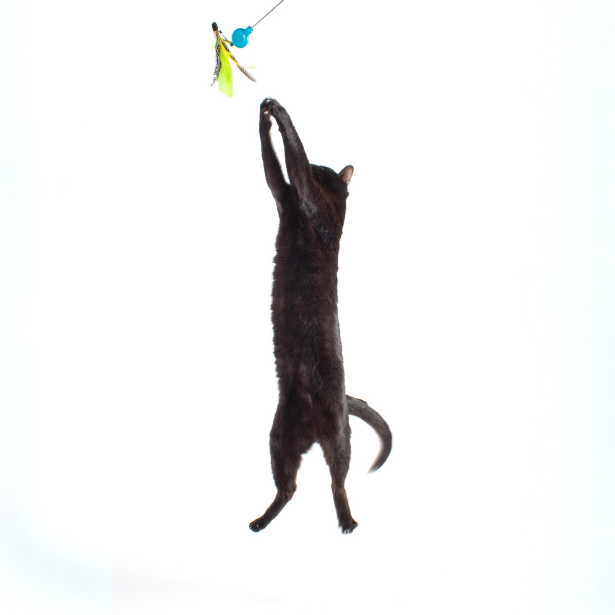 Telescoping Feather Cat Wand Toy product image 8