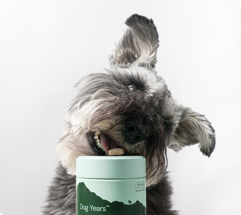 Dog Joint and Mobility Chew Supplement product image 11