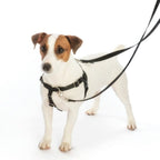 No-Pull Dog Harness product image 4