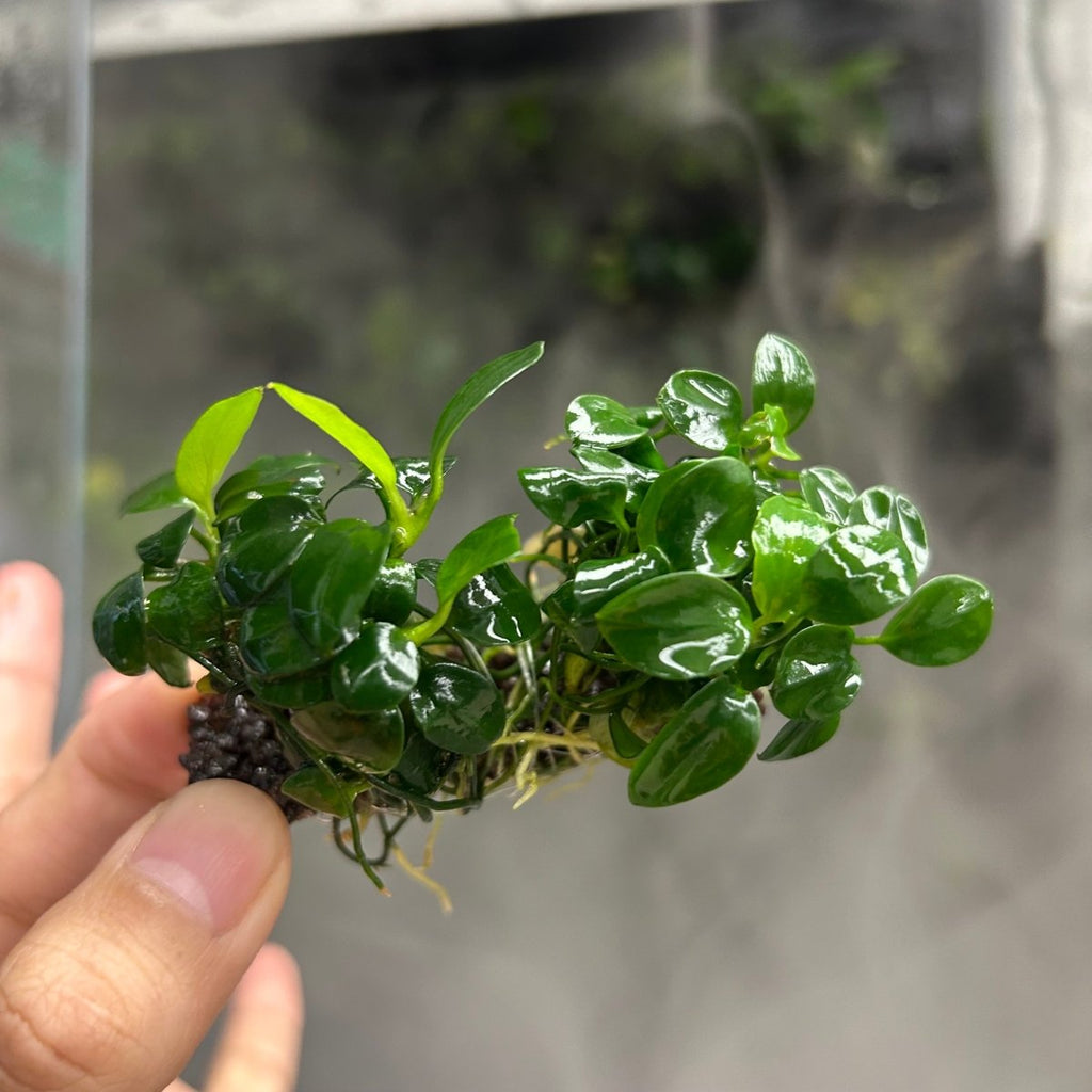 Aquatic plant product image 1