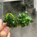 Aquatic plant product image 1