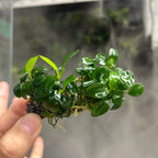 Aquatic plant product image 1