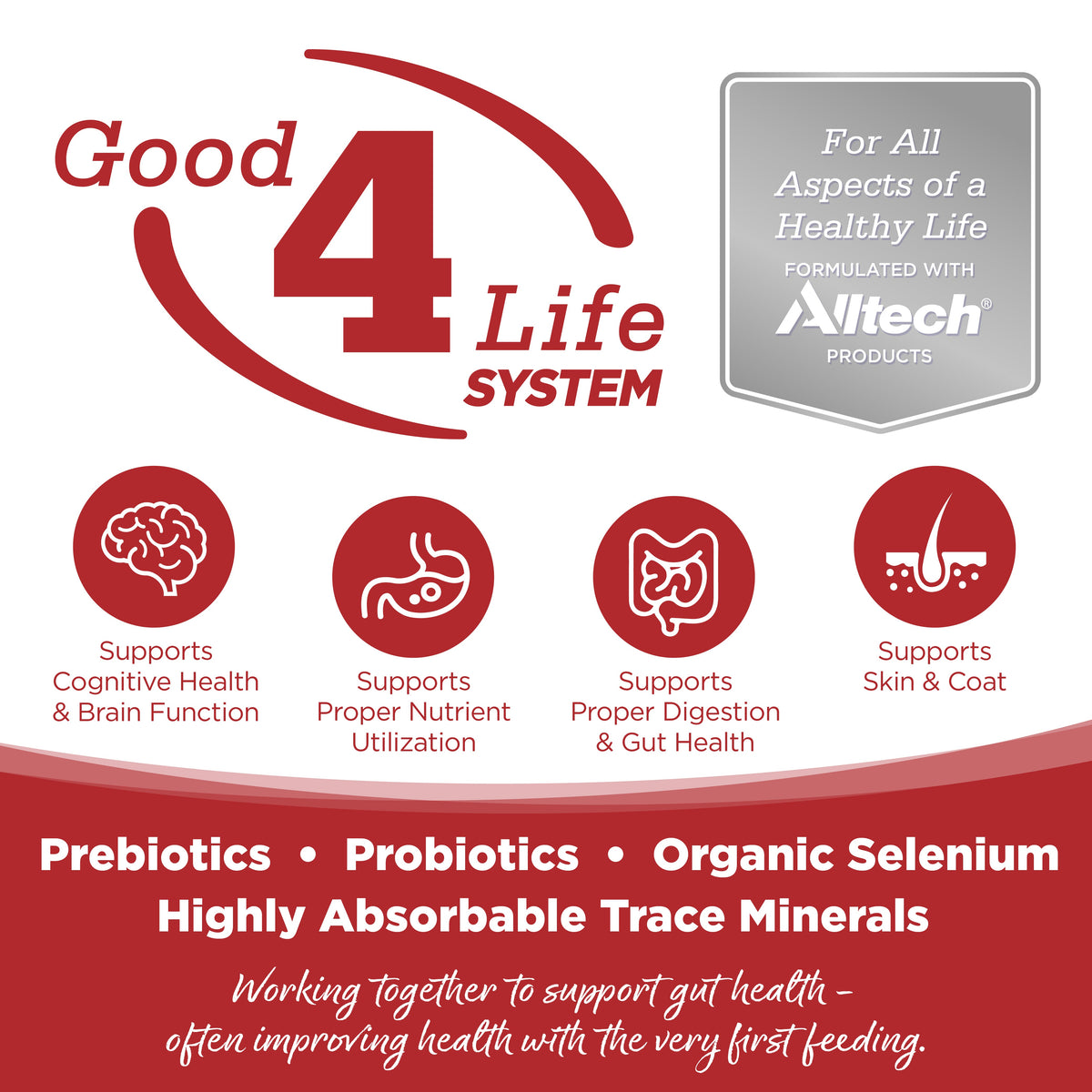 Wet Dog Food product image 2