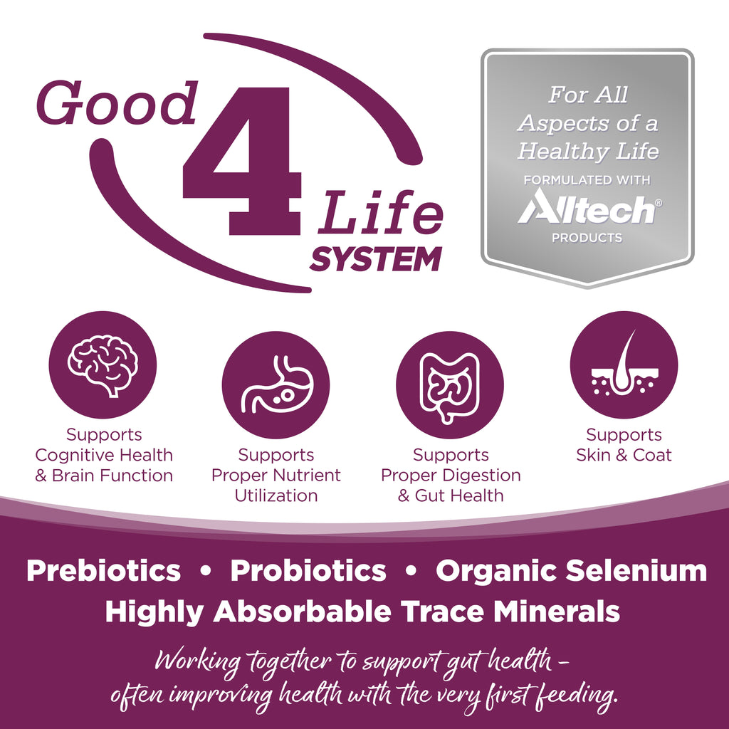Wet Dog Food product image 2