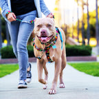 No-Pull Dog Harness product image 8
