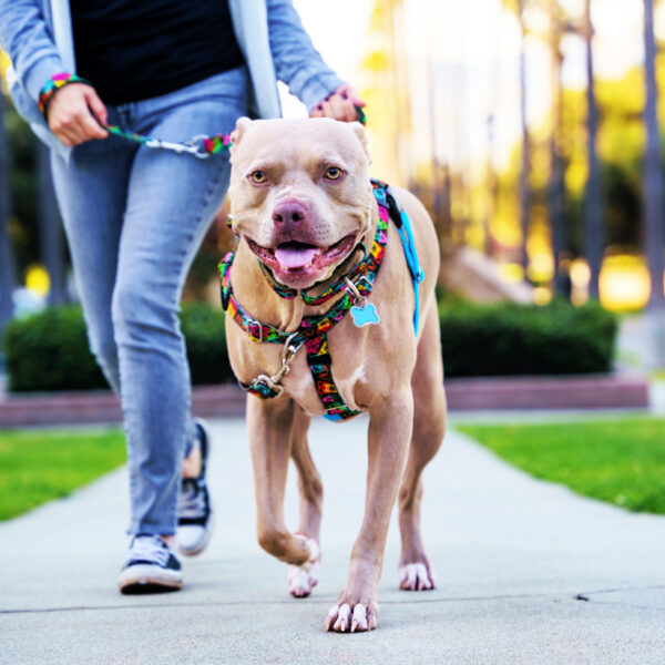 No-Pull Dog Harness product image 8