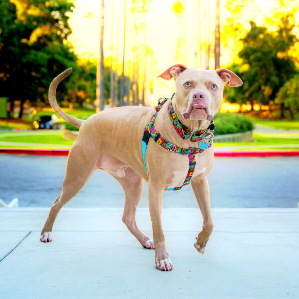 No-Pull Dog Harness product image 9