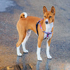 No-Pull Dog Harness product image 8