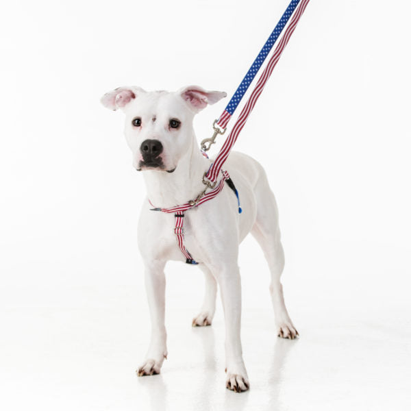 No-Pull Dog Harness product image 4