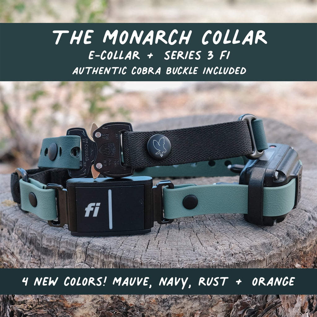 E-Collar Compatible Dog Collar product image 1