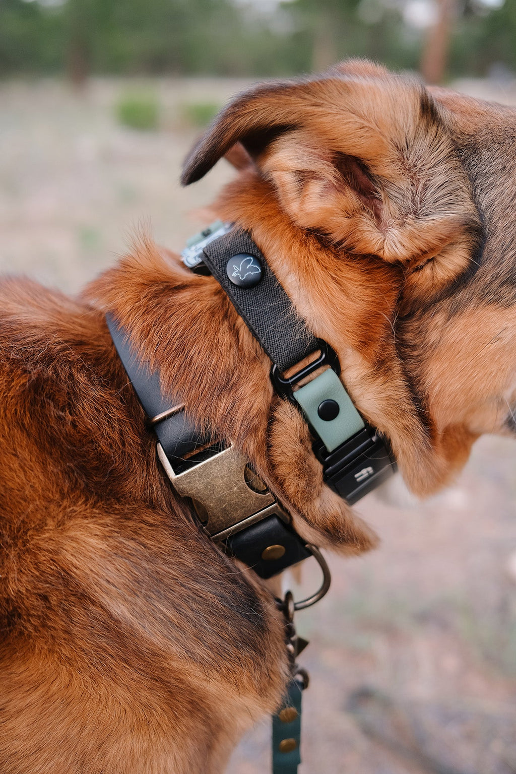 E-Collar Compatible Dog Collar product image 2