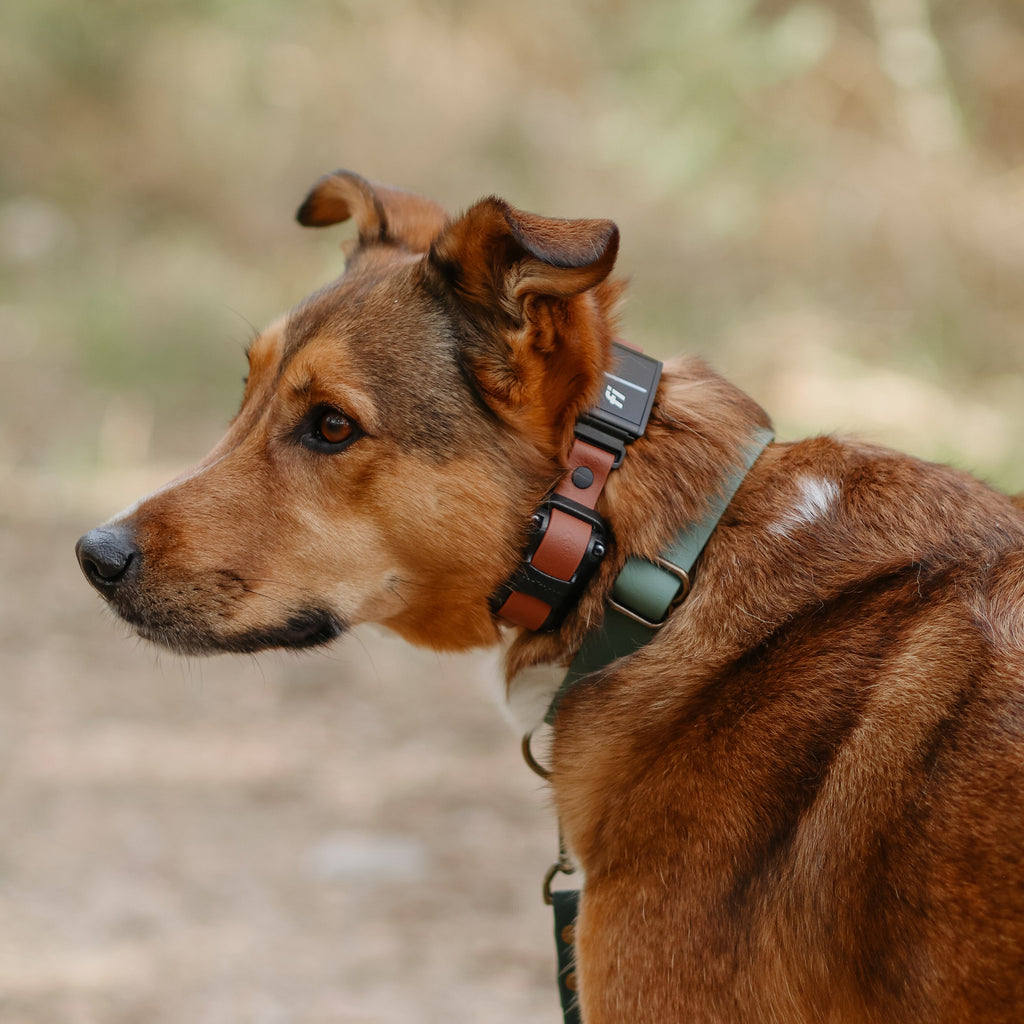 E-Collar Compatible Dog Collar product image 3
