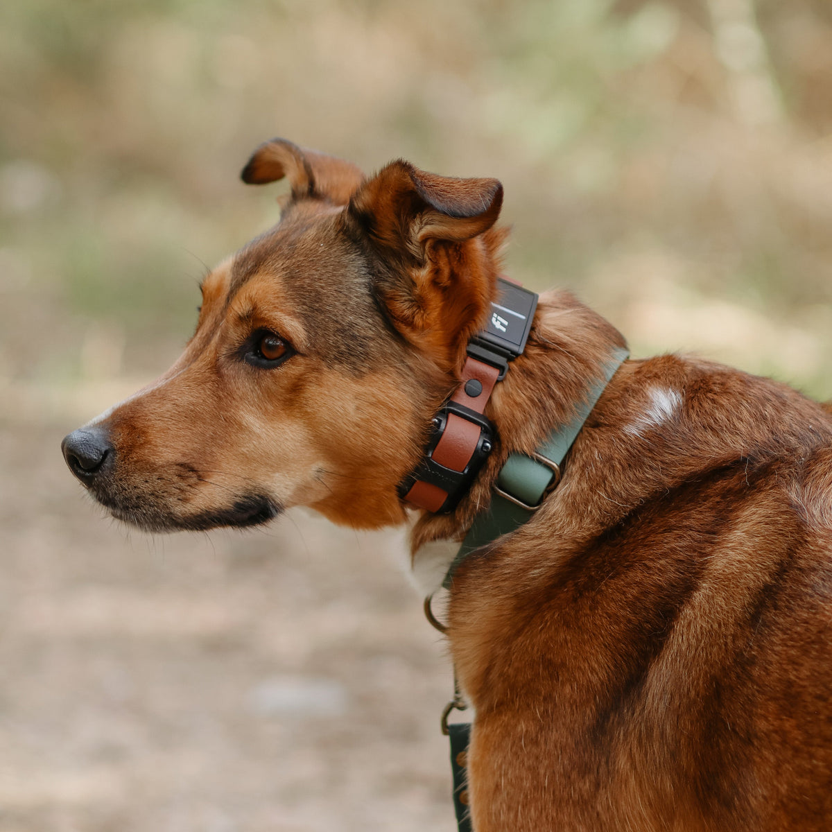 E-Collar Compatible Dog Collar product image 3