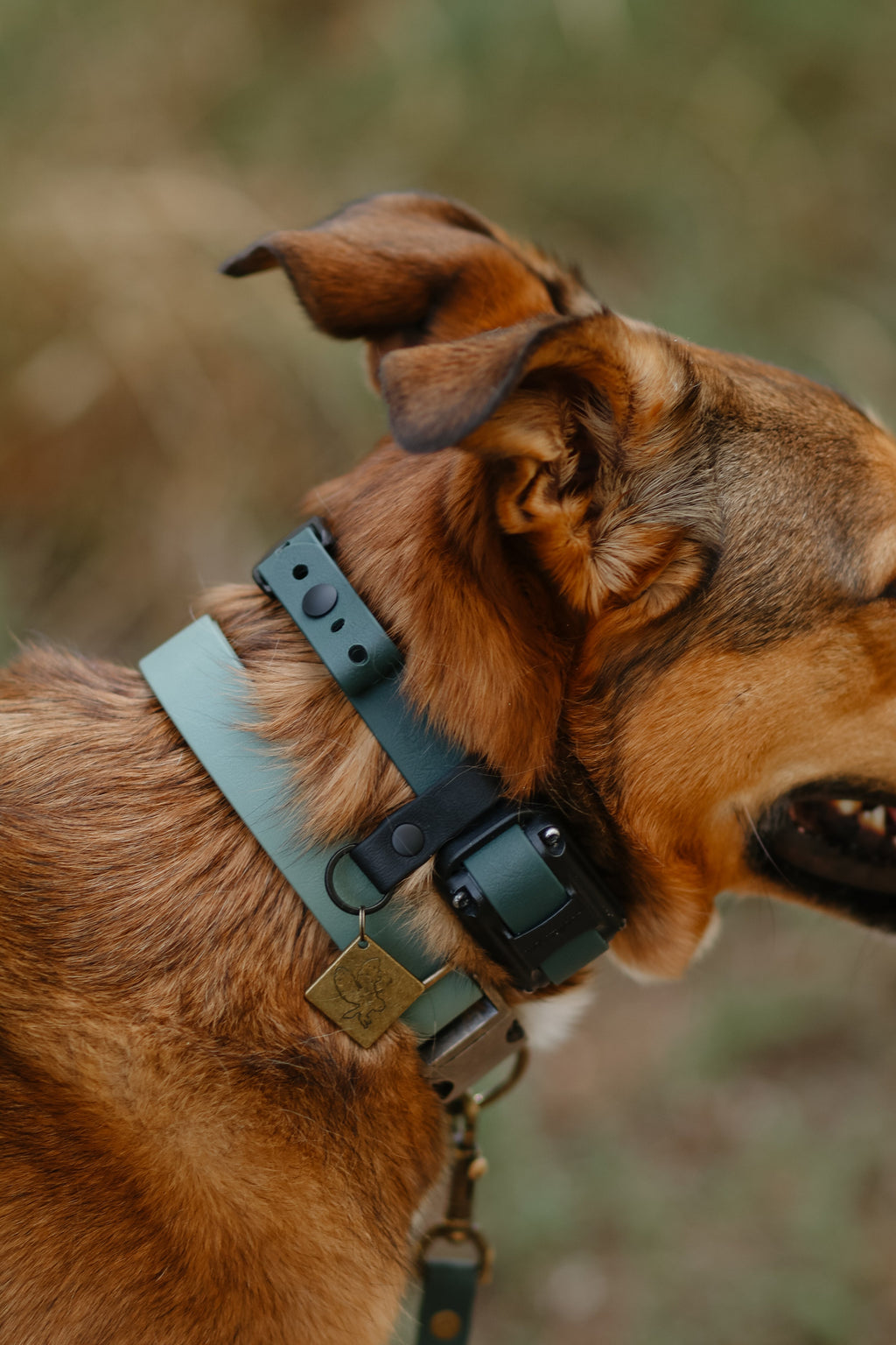 E-Collar Compatible Dog Collar product image 4
