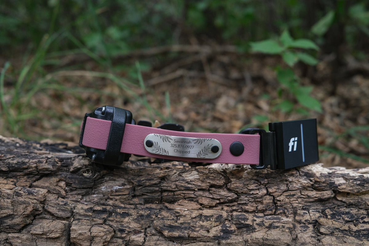 E-Collar Compatible Dog Collar product image 5