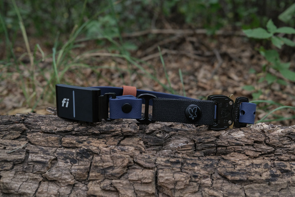 E-Collar Compatible Dog Collar product image 7