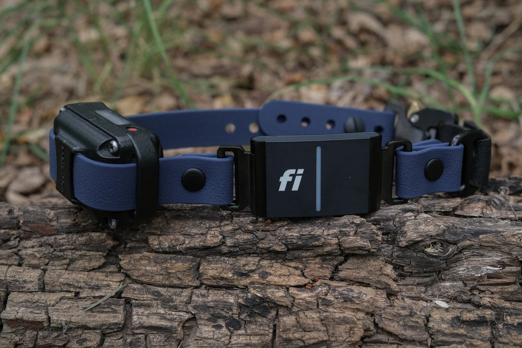 E-Collar Compatible Dog Collar product image 8
