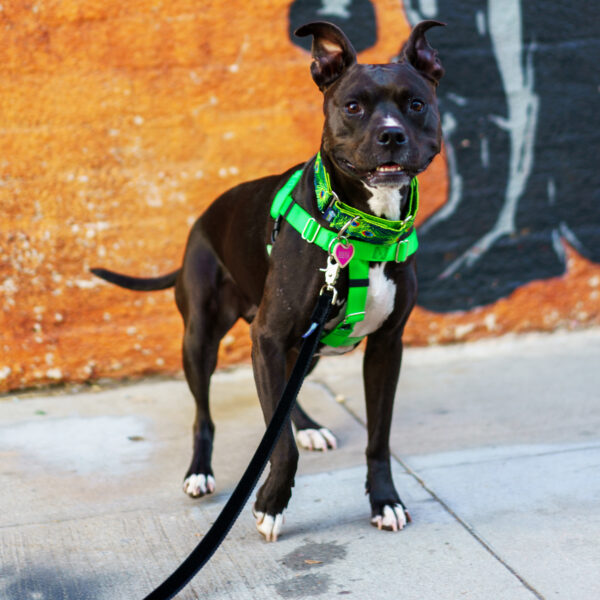 No-Pull Dog Harness product image 7