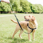 No-Pull Dog Harness product image 6