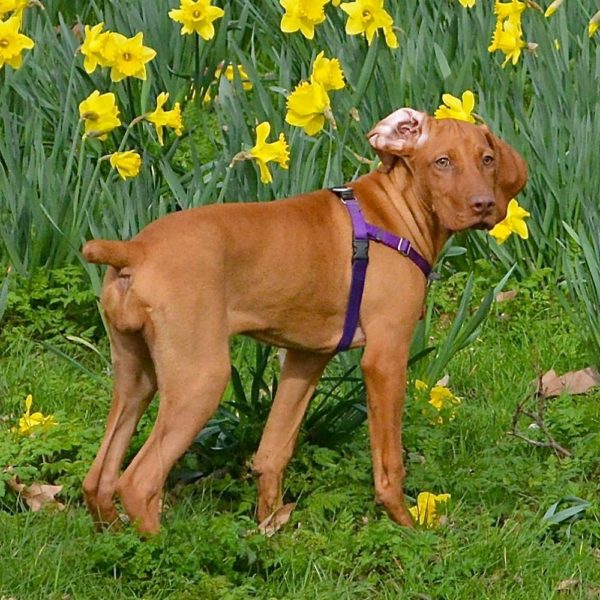 No-Pull Dog Harness product image 6