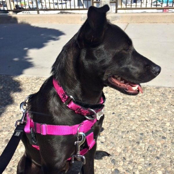 Dog Harness product image 6