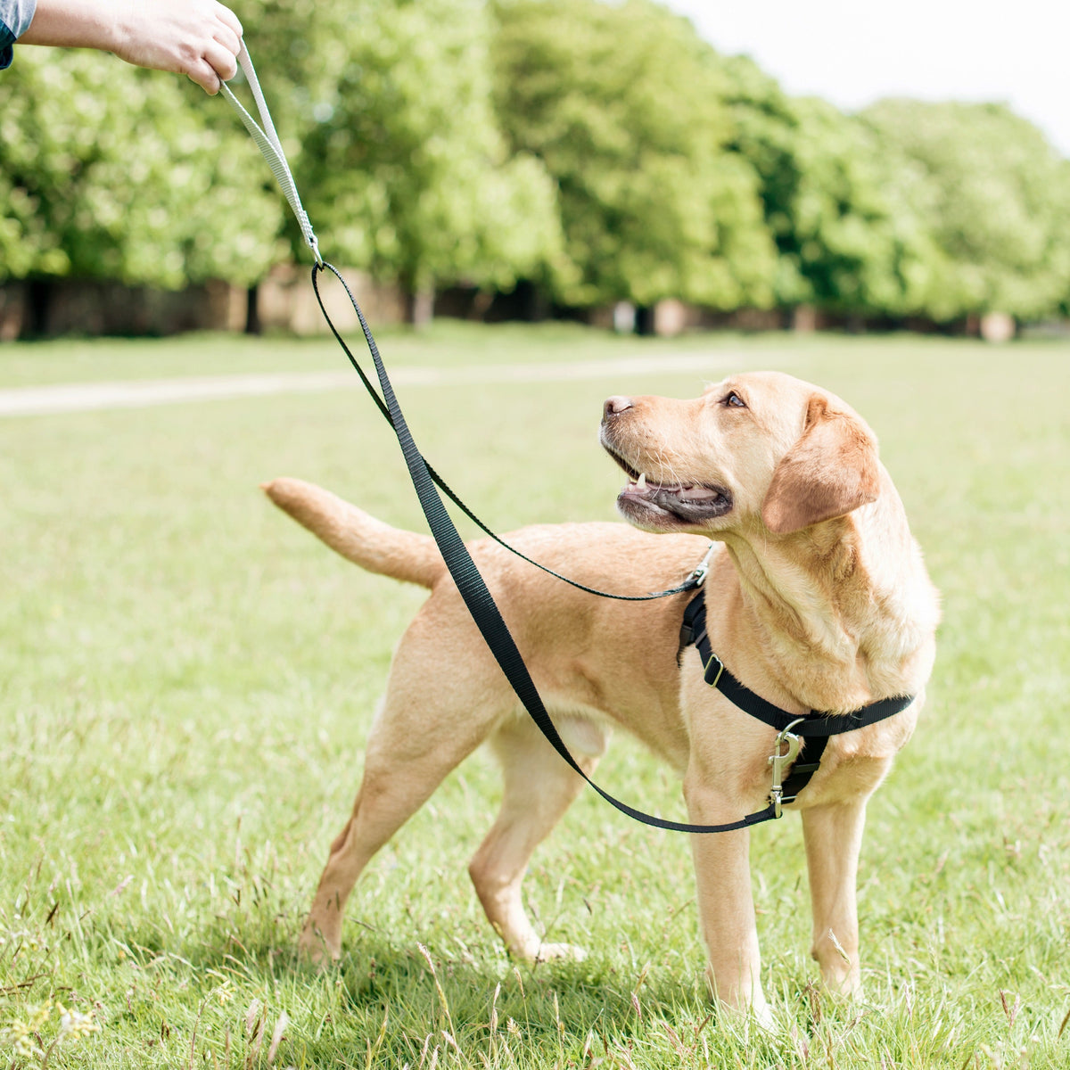 Dog Harness product image 7
