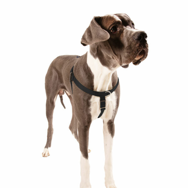 Biggie (dog) wearing an XL Black No-Pull Freedom Harness