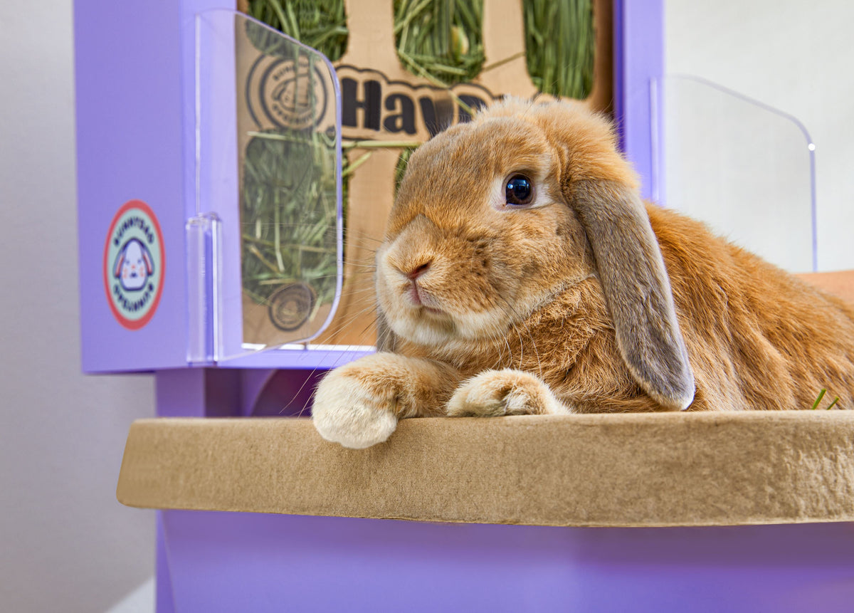 Rabbit Litter Box product image 3