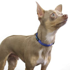 Dog Collar product image 13
