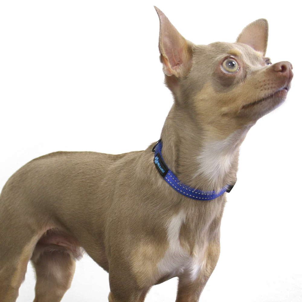 Dog Collar product image 13