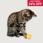 Interactive Cat Toy product image 1
