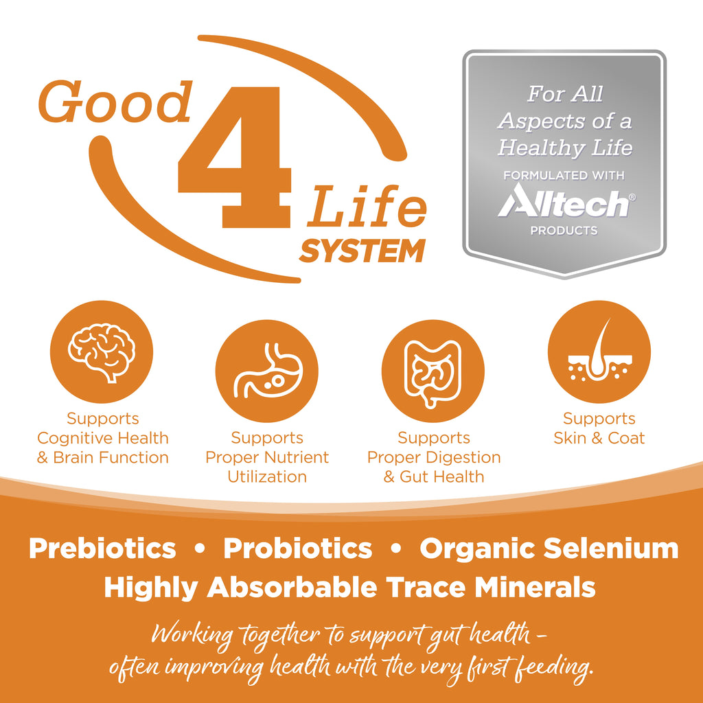 Wet Dog Food product image 2