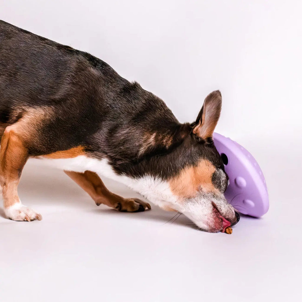 Pet Puzzle Toy product image 3