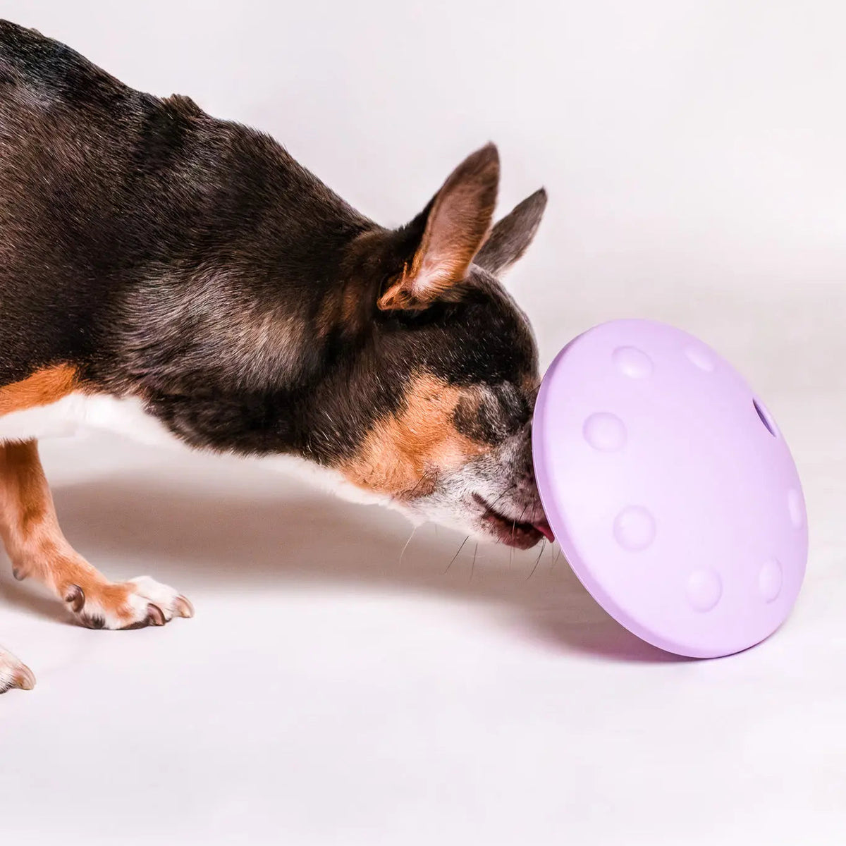 Pet Puzzle Toy product image 4