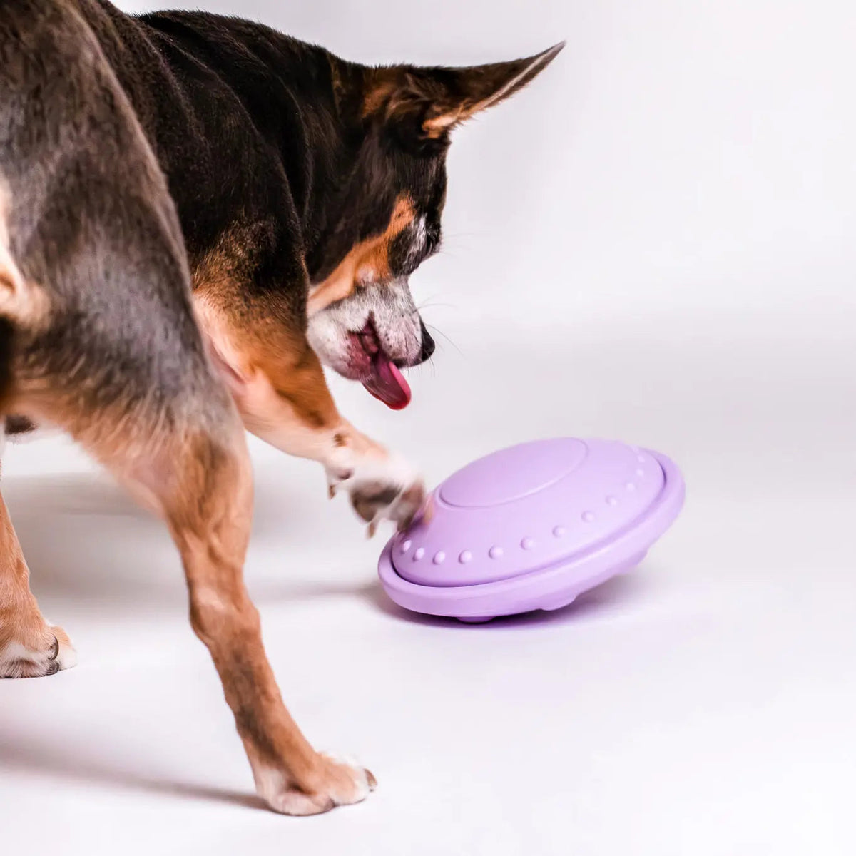Pet Puzzle Toy product image 5
