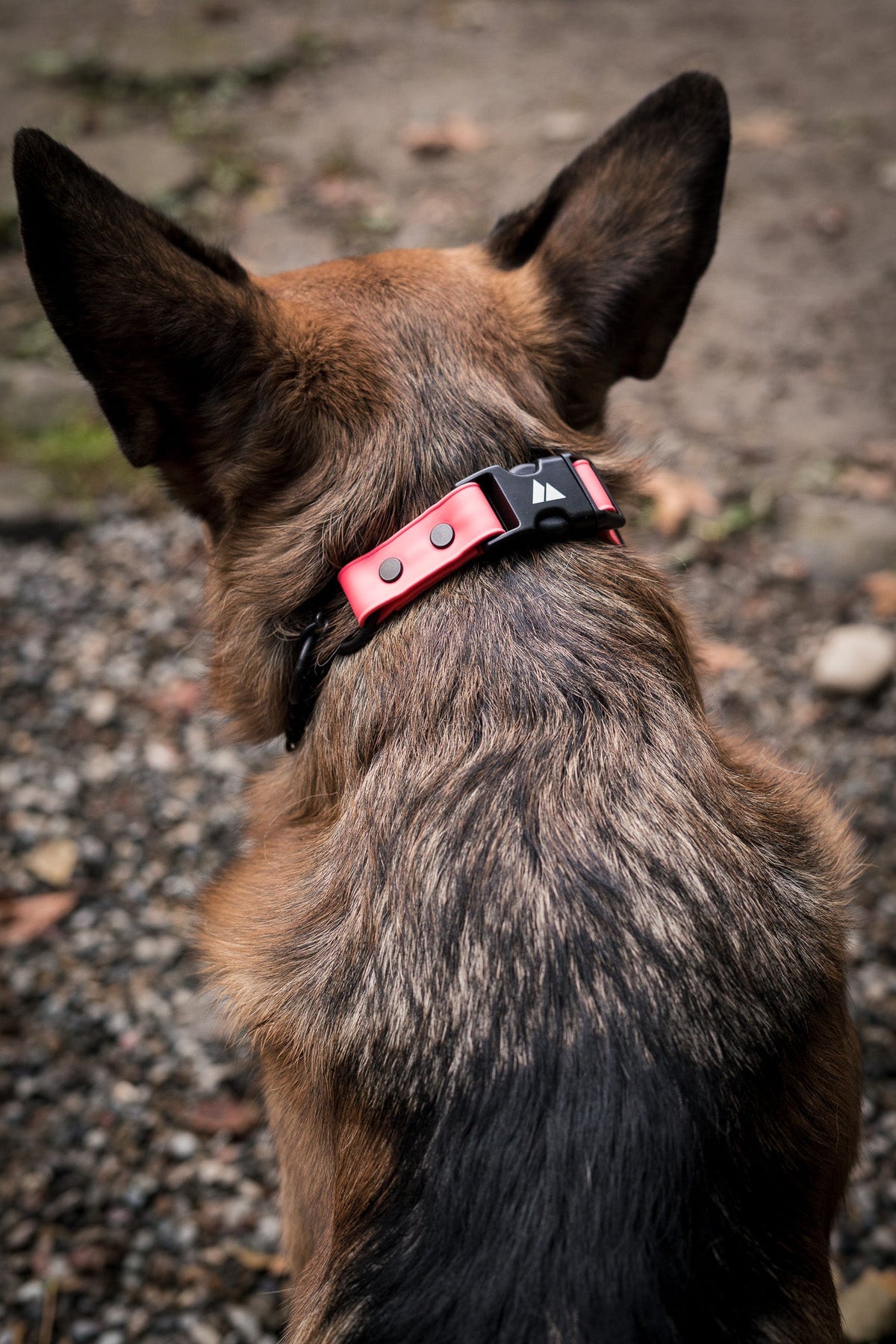 Martingale Dog Collar product image 5