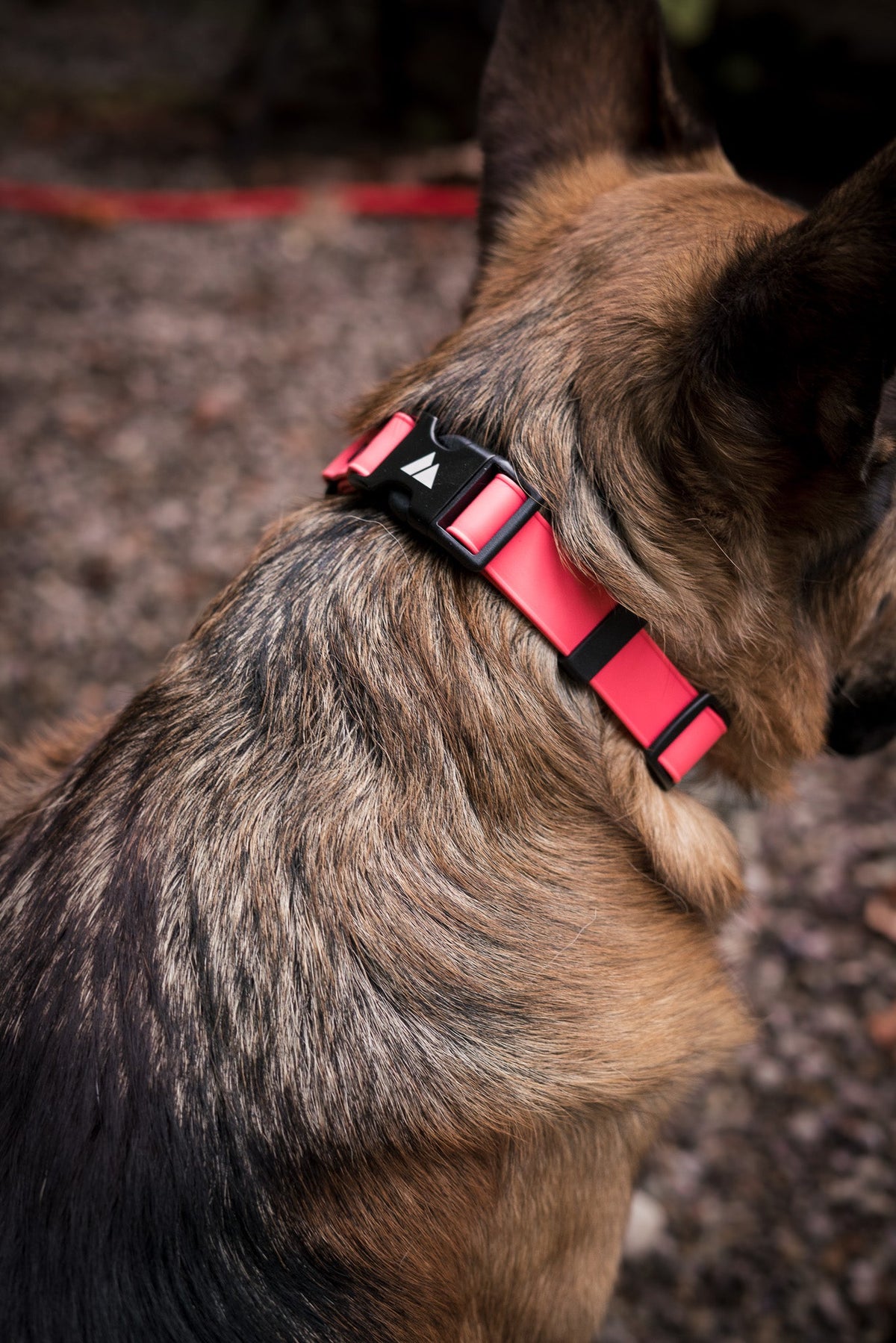 Martingale Dog Collar product image 8