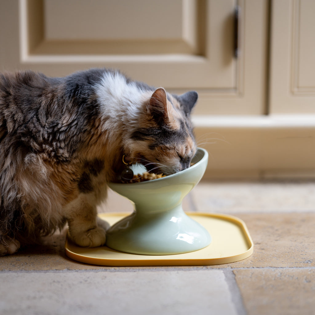 Raised Pet Bowl product image 5