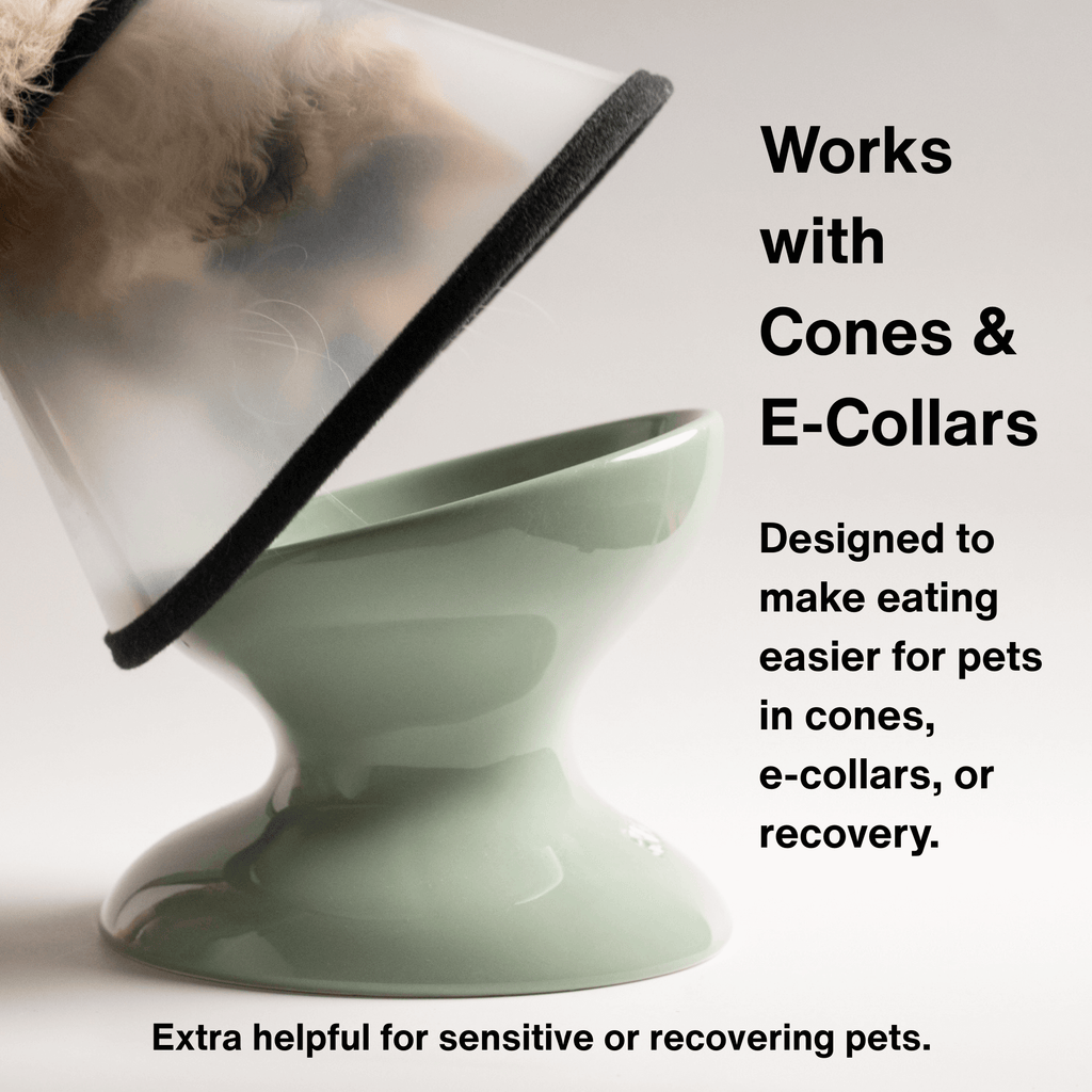 Raised Pet Bowl product image 7