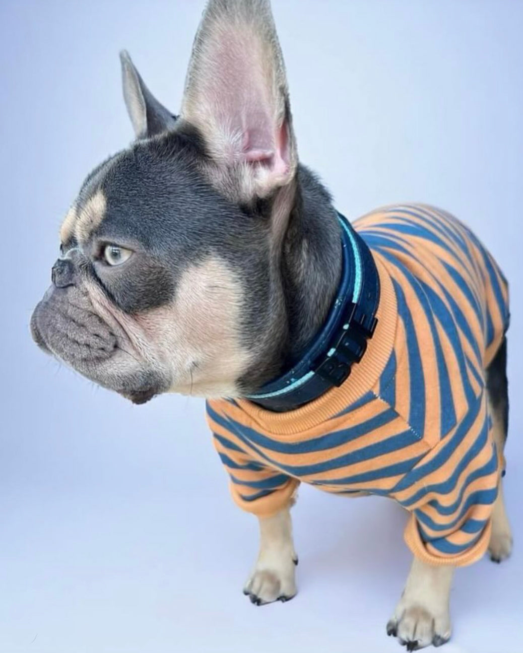 Dog Sweatshirt product image 6