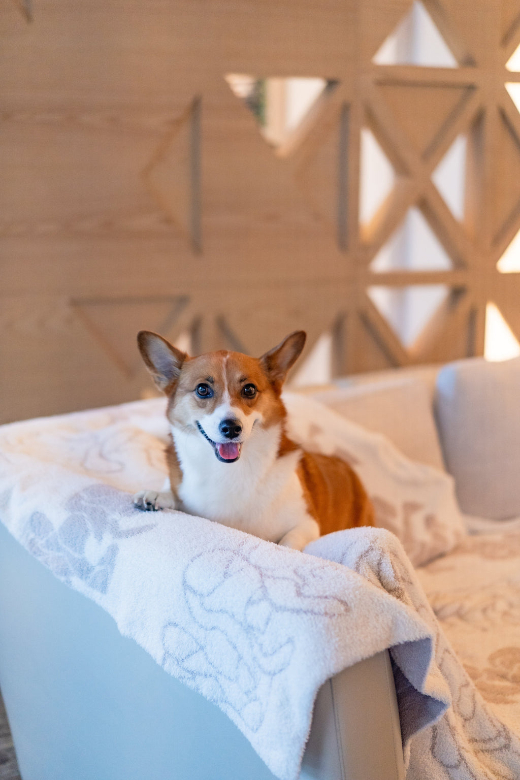 Dog Blanket product image 4
