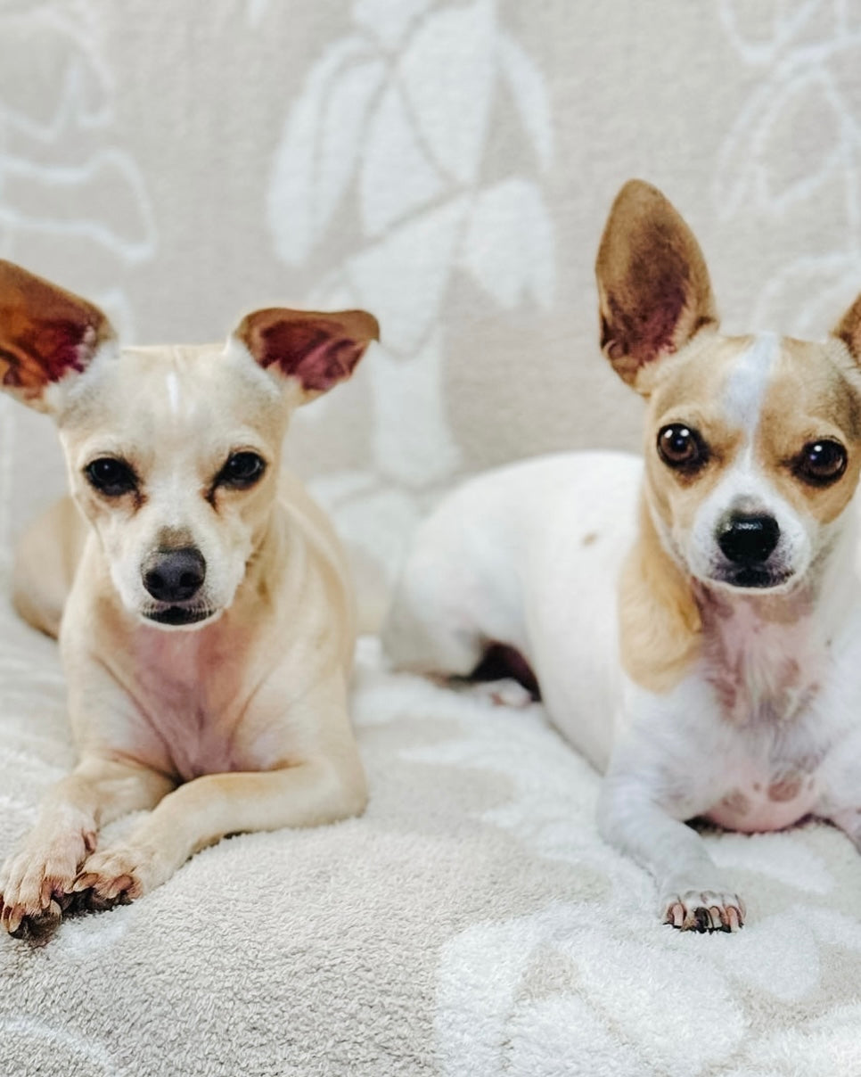 Dog Blanket product image 7
