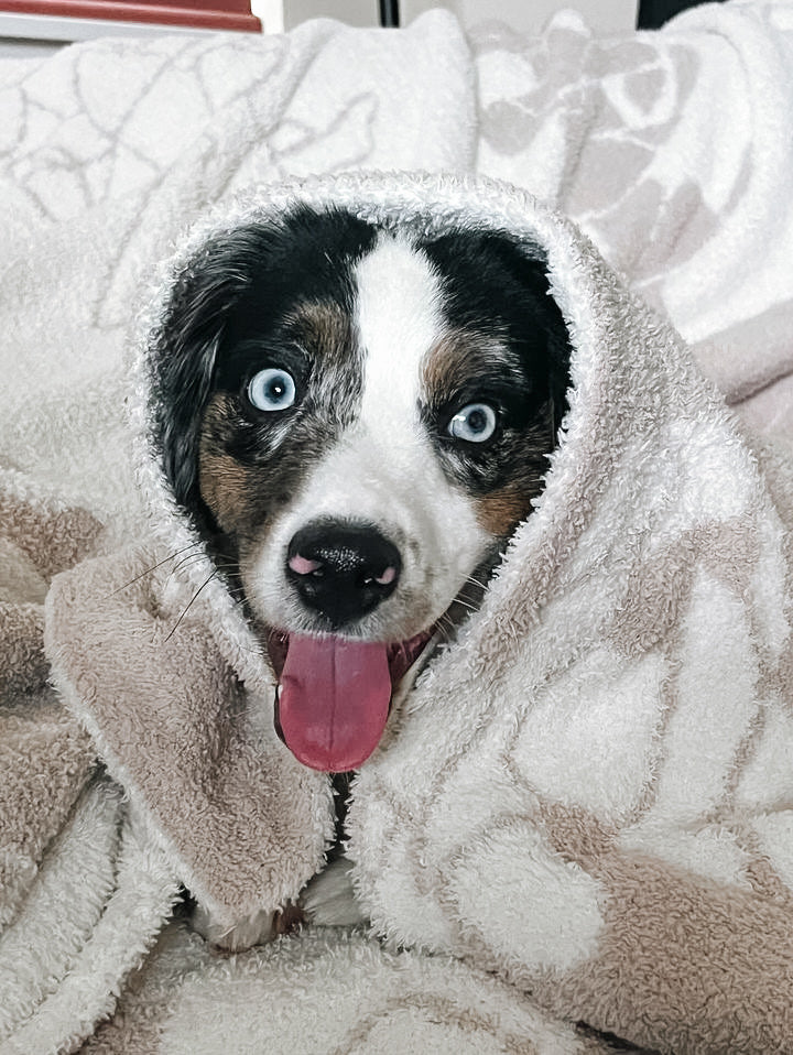 Dog Blanket product image 8